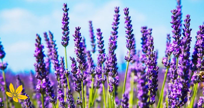 lavender - اسطوخودوس