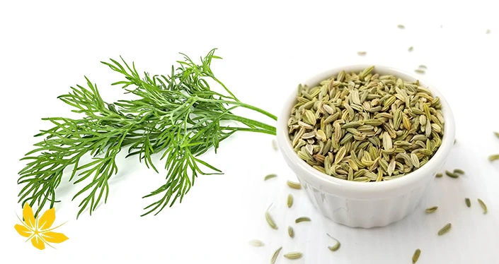 شوید و دانه رازیانه | Dill and fennel seeds