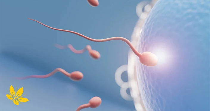 اثر تقویت اسپرم روی تعیین جنسیت - The effect of sperm enhancement on sex determination