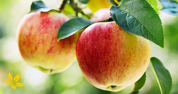 سیب برای تشنج - Apple for seizure