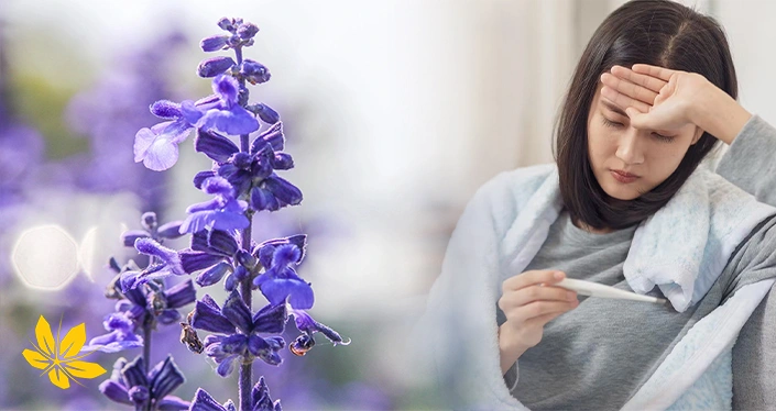 درمان تب با گیاه مریم گلی - Fever treatment with common sage