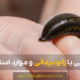 زالو درمانی - Leech therapy