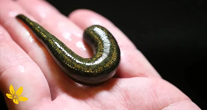 زالو درمانی چیست - What is leech therapy