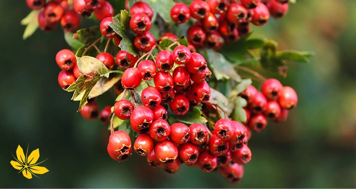 Hawthorn benefits - فواید زالزالک