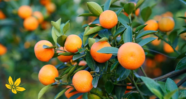 Tangerine benefits - فواید نارنگی