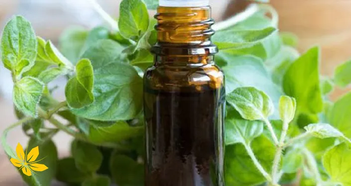 Oregano essential oil - اسانس پونه کوهی