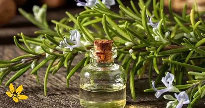 Rosemary oil - روغن رزماری