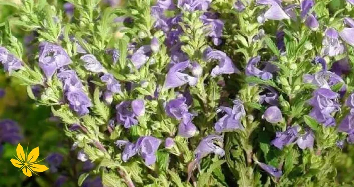 Lemon balm - بادرنجبویه