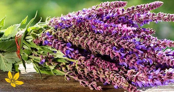 Sage infusion - دمکرده مریمگلی